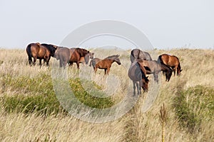Herd of wild horses on the field photo