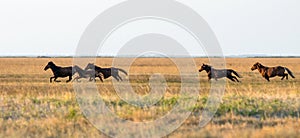 A herd of wild horses galloping across the steppe. Selective focus