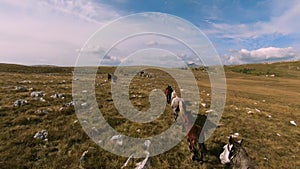 Herd of wild horses galloping fast across the steppe. Aerial FPV Drone Flying over a large group of animals. Sunset