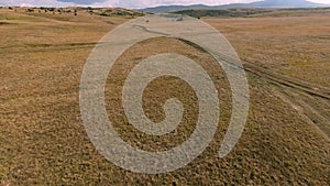 Herd of wild horses galloping fast across the steppe. Aerial FPV Drone Flying over a large group of animals. Sunset