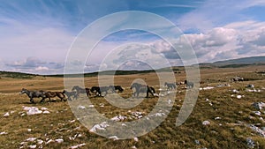 Herd of wild horses galloping fast across the steppe. Aerial FPV Drone Flying over a large group of animals. Sunset