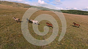 Herd of wild horses galloping fast across the steppe. Aerial FPV Drone Flying over a large group of animals. Sunset