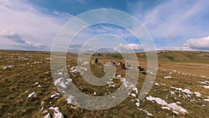 Herd of wild horses galloping fast across the steppe. Aerial FPV Drone Flying over a large group of animals. Sunset