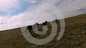 Herd of wild horses galloping fast across the steppe. Aerial FPV Drone Flying over a large group of animals. Sunset