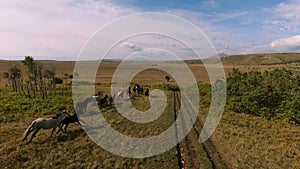 Herd of wild horses galloping fast across the steppe. Aerial FPV Drone Flying over a large group of animals. Sunset