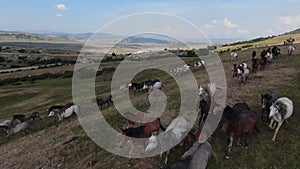 Herd of wild horses galloping fast across the steppe. Aerial FPV Drone Flying over a large group of animals. Sunset