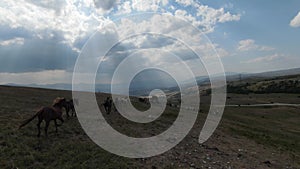 Herd of wild horses galloping fast across the steppe. Aerial FPV Drone Flying over a large group of animals. Sunset