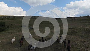 Herd of wild horses galloping fast across the steppe. Aerial FPV Drone Flying over a large group of animals. Sunset