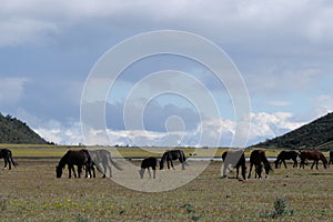 A herd of wild horses grazing in a field at Cotopaxi National Park, Ecuador
