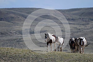 Herd of Wild horses grazing on grass fields in McCullough Peaks Area in Cody, Wyoming