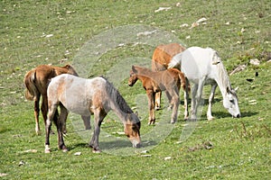 Herd of Wild Horses, grazing on green field