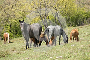 Herd of Wild Horses, grazing on green on green field