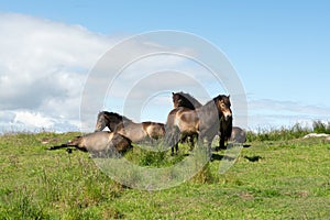 Herd of Wild Horses grazing on a the North Berwick Law in Scotland