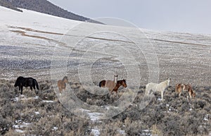 Herd of Wild Horses in Idaho in Winter