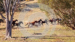 A Herd Of Wild Horses Racing Across Country