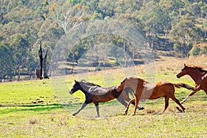 A Herd Of Wild Horses Racing Across Country