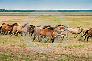 A herd of wild horses run across the field