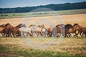 A herd of wild horses run across the field