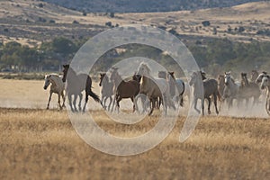 Herd of Wild Horses Running