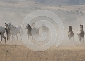 Herd of wild Horses Running in the Desert