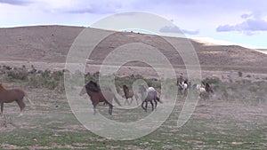 Herd of Wild Horses Running in the Desert