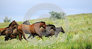 Herd of wild horses running on the field