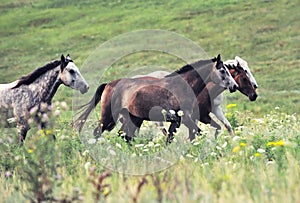 Herd of wild horses running on the field