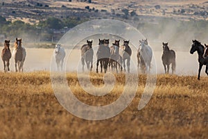 Herd of Wild Horses Running in the Utah Desert