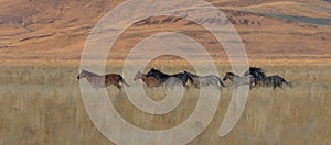 Herd of Wild Horses Running in the Utah Desert