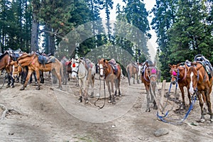 A herd of wild horses standing in the trekking trail of Himalayan valley in Annapurna Circuit Trek, Himalayas, Nepal