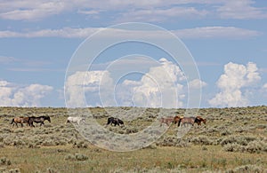 Herd of Wild Horses in Summer in the Wyoming Desert