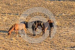 Herd of Wild Horses Sunrise