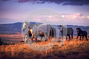 A herd of wild horses walk on the mountain