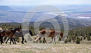 Herd of wild horses walking on ridge above the Big Horn Canyon in the western USA