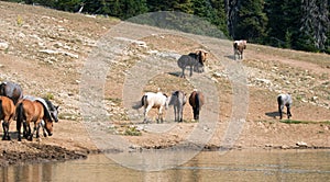 Herd of wild horses at the waterhole in the Pryor Mountains Wild Horse Range in Montana U