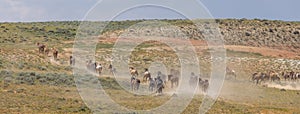 Herd of Wild Horses in the Wyoming Desert in Summer