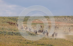 Herd of Wild Horses in the Wyoming Desert in Summer