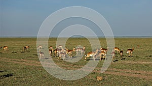 A herd of wild impala antelopes graze in the African savanna