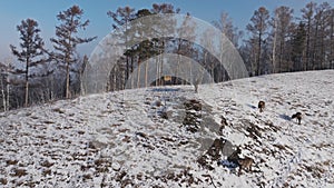 A herd of wild marals at the top of a snow-covered slope.