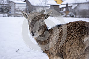 Herd of wild mouflon sheep on pasture during winter time walking in the snow, beautiful cold weather coated furry mammals