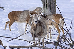 Herd of wild mouflon sheep on pasture during winter time walking in the snow, beautiful cold weather coated furry mammals