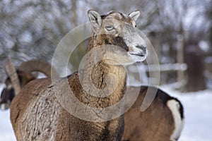 Herd of wild mouflon sheep on pasture during winter time walking in the snow, beautiful cold weather coated furry mammals