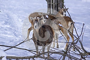 Herd of wild mouflon sheep on pasture during winter time walking in the snow, beautiful cold weather coated furry mammals