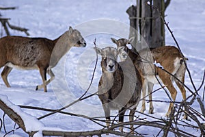 Herd of wild mouflon sheep on pasture during winter time walking in the snow, beautiful cold weather coated furry mammals