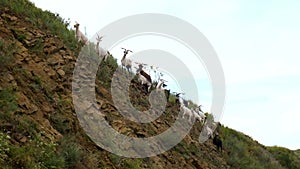 A herd of wild mountain goats climbs a rocky cliff. Animals in the wild. Natural habitat