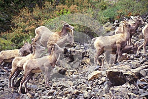 Herd of wild Mountain Goats, Denver, CO