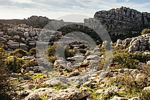 Herd of wild mountain goats photo