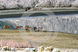 Wild Mustang Horses waling along Little Washoe Lake in Northern Nevada near Reno. photo