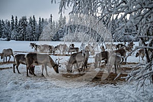 Herd of wild reindeer grazing on hay in the snow-covered forest in Kittila, Finland. photo