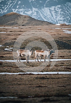 Herd of wild reindeer in Iceland during winter looking at camera.